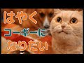 ととろについて、お伝えしなくてはいけない事があります。