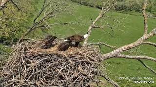 Decorah Eagles - North Nest 14.05.2024