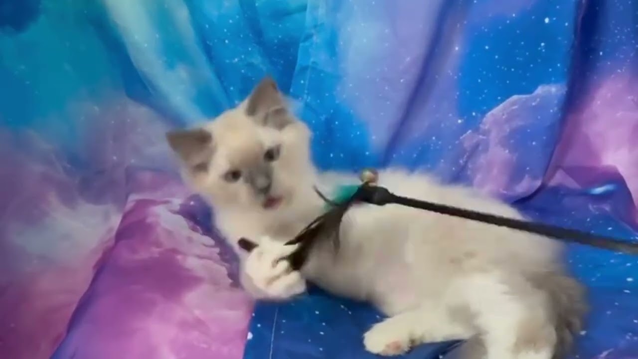 MISTY (SANDWICH)HAD 2 KITTENS - KITTEN BORN ON 5 NOV. 2025 - RED COLLAR  (UPDATE 07/03/2026)