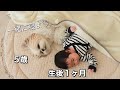 【シーズー犬/はに丸】愛犬と赤ちゃんが1ヶ月暮らしたらこうなりましたwww / 成長日記 / Video of watching Shih Tzu and her baby grow up.
