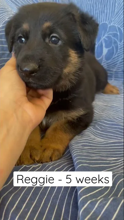 REGGIE - 5 weeks