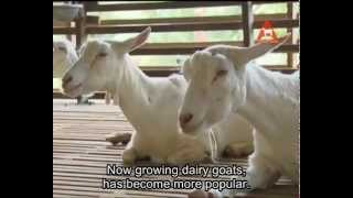 Alita Goat Milk (Introduction Of Alita Goat Farm.English subtitle)Free Delivery+6017-7112880(Mr.Lee)