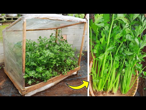 Βίντεο: Mini Greenhouse Gardening - Πώς να χρησιμοποιήσετε ένα μίνι θερμοκήπιο