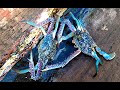 INDO TALES - EPISODE 22 Releasing sea turtles, catching and cooking blue crab