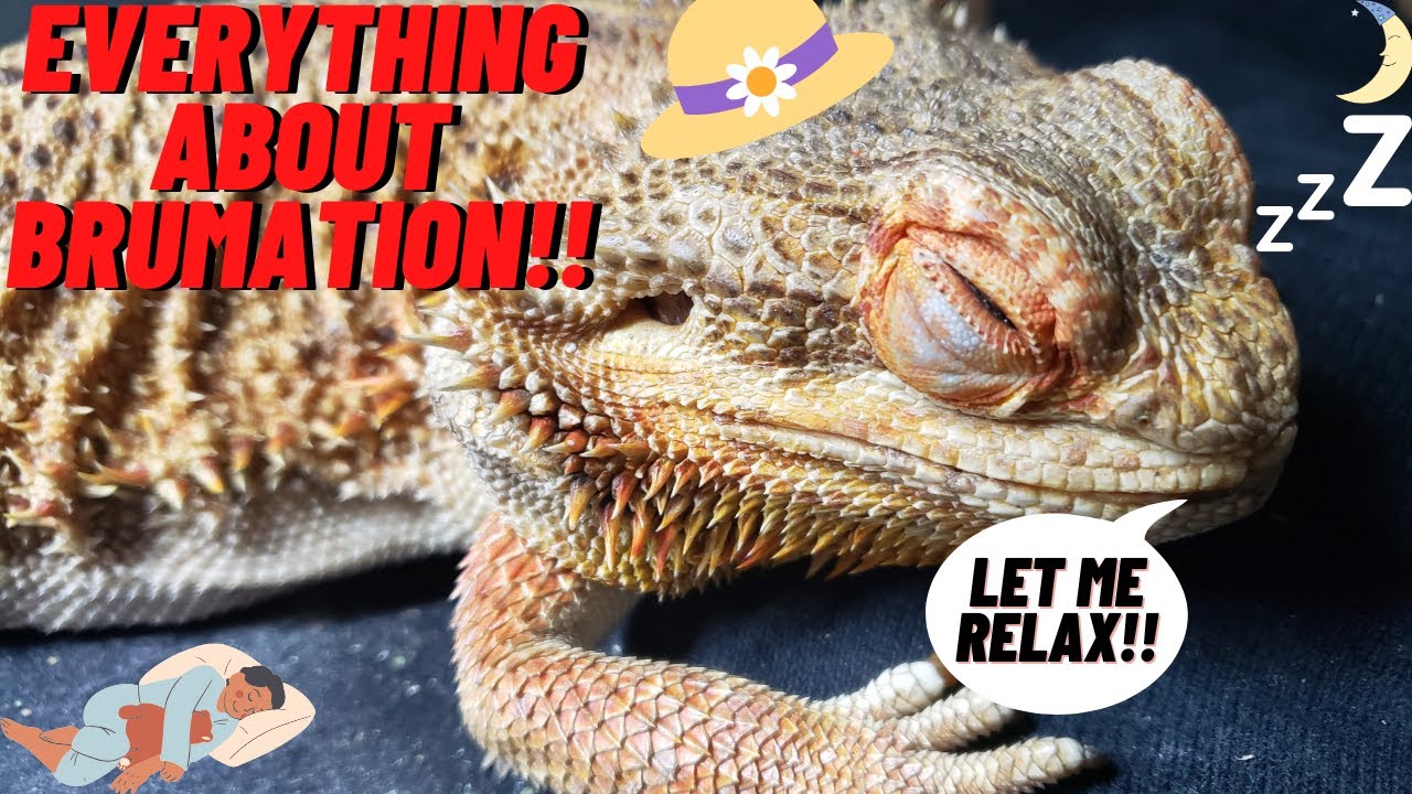 Things to Know About Bearded Dragon Brumation