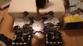 Cats fighting off a Hexapod robot