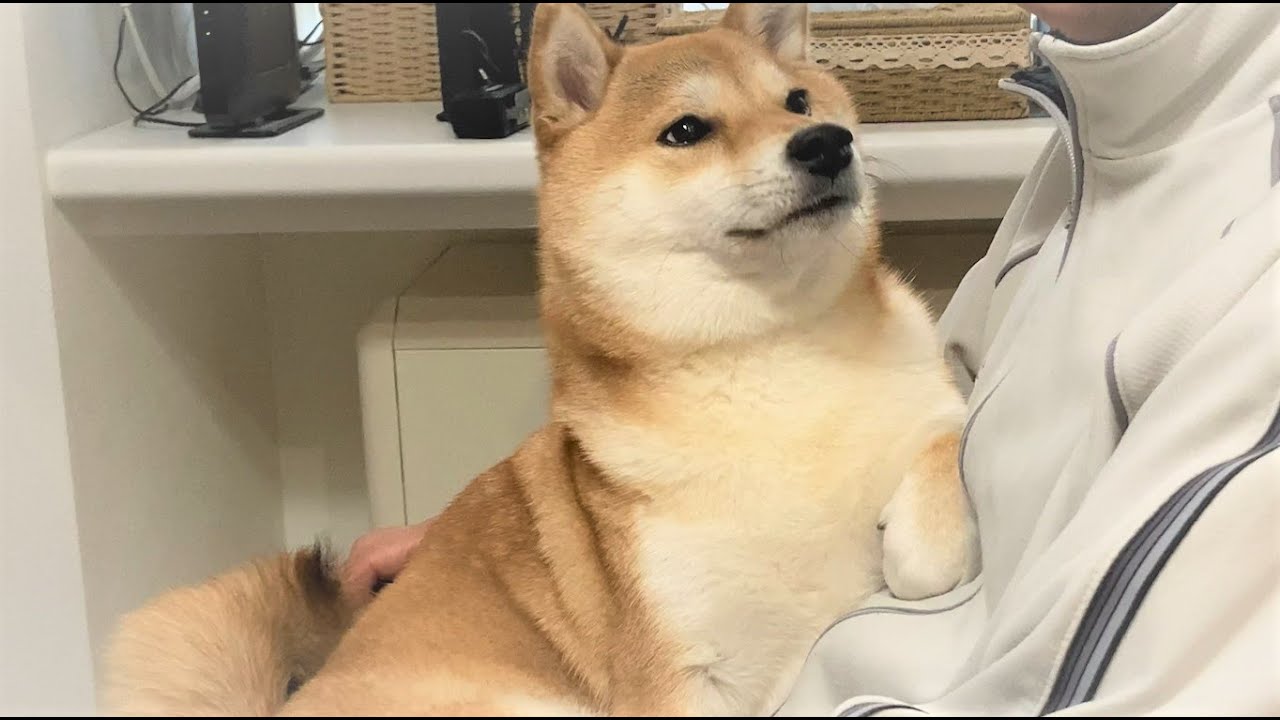 柴犬qちゃん 私の好きな時に抱っこして 好きな時に下ろしてね Youtube 柴犬qちゃん 私の好きな時に抱っこして 好きな時に下ろしてね Youtube