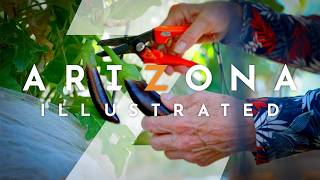 Backyard gardening & strawbale building | Arizona Illustrated