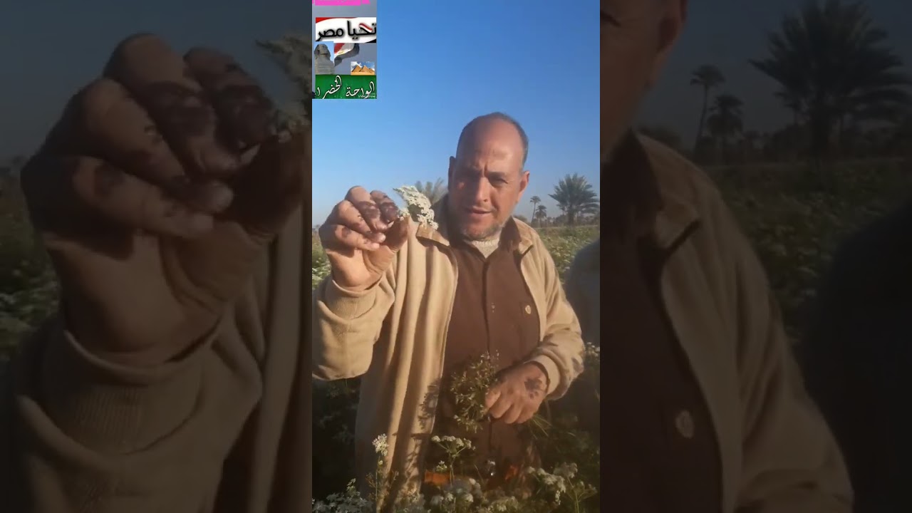 حوار احد مزارعي الكراوية عن انسب ميعاد لوقف الري وعلامات نضج المحصول