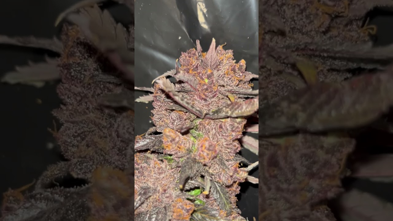 Harvest Day, pretty nice Agent Orange 🍊 I get from this room, my last flowers with HPS. LED Era 💡