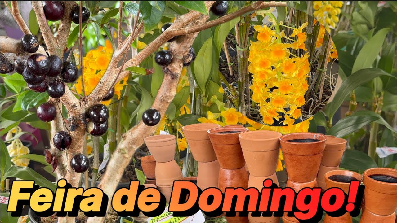 Plantas a partir R$4,00 - Feira de Domingo 