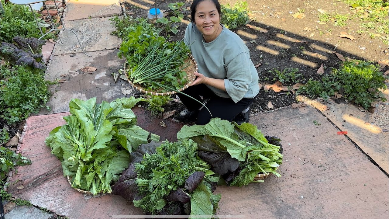 Thu hoạch rau sau vườn, cải xanh , cải đỏ, rau tần ô, hành lá,cần tàu ...