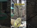 Gold Finch Tussle #birds #cutebirds