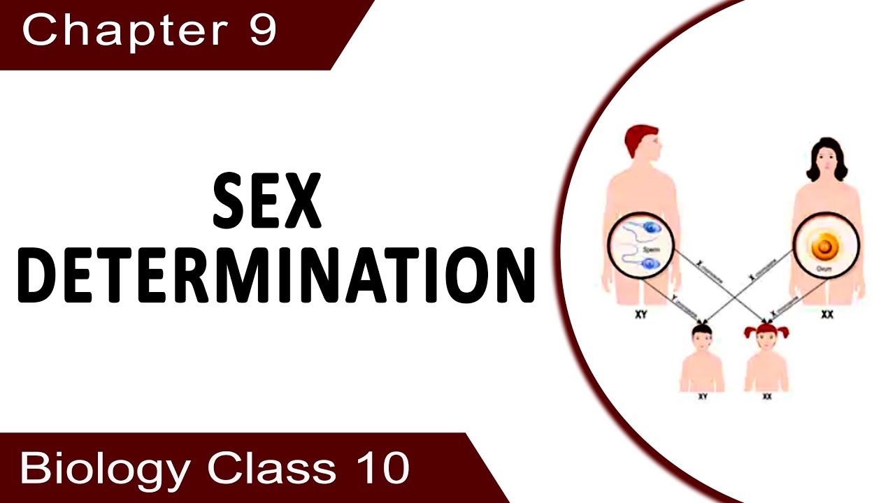 Sex 10th class