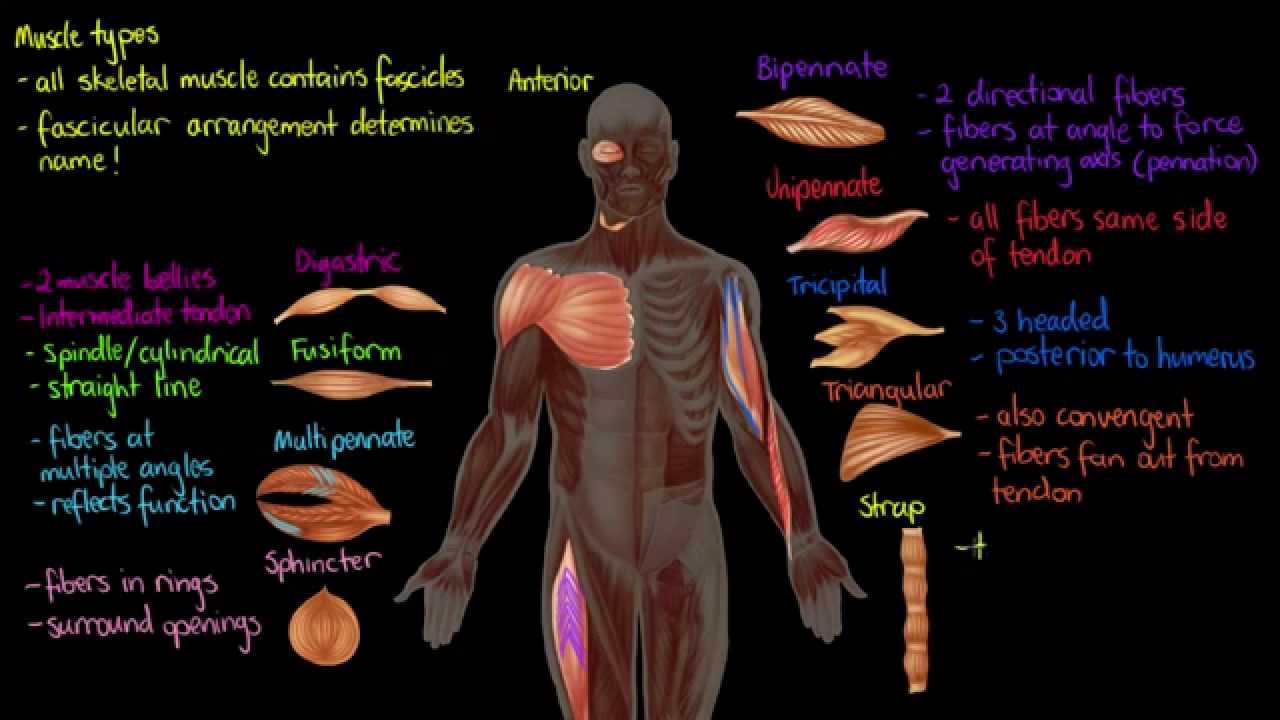 Muscle Types - YouTube