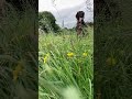 🌳Summer meadow walk with my Great Danes