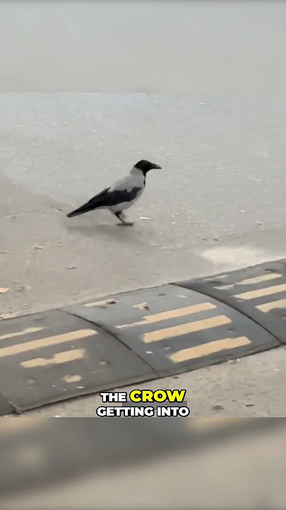 How Crows Use Traffic Lights to Crack Nuts! 🧠