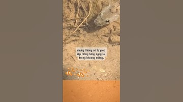 Quá trình cá rô phi con được cá mẹ ngậm vào miệng #shortvideo #fish