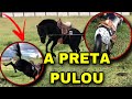 ENCILHEI MEUS PÔNEIS E TRABALHEI ELES - Guria Do Sul