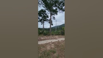 Đất mặt tiền quốc lộ 20 315m2 850 triệu Xuân Trường, Đà Lạt p74747 0917446533 #shorts