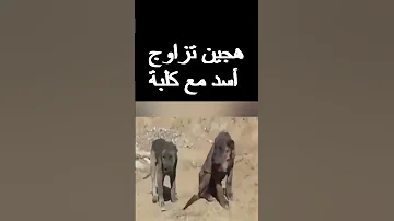 هجين نتيجة تزاوج أسد مع كلبة 