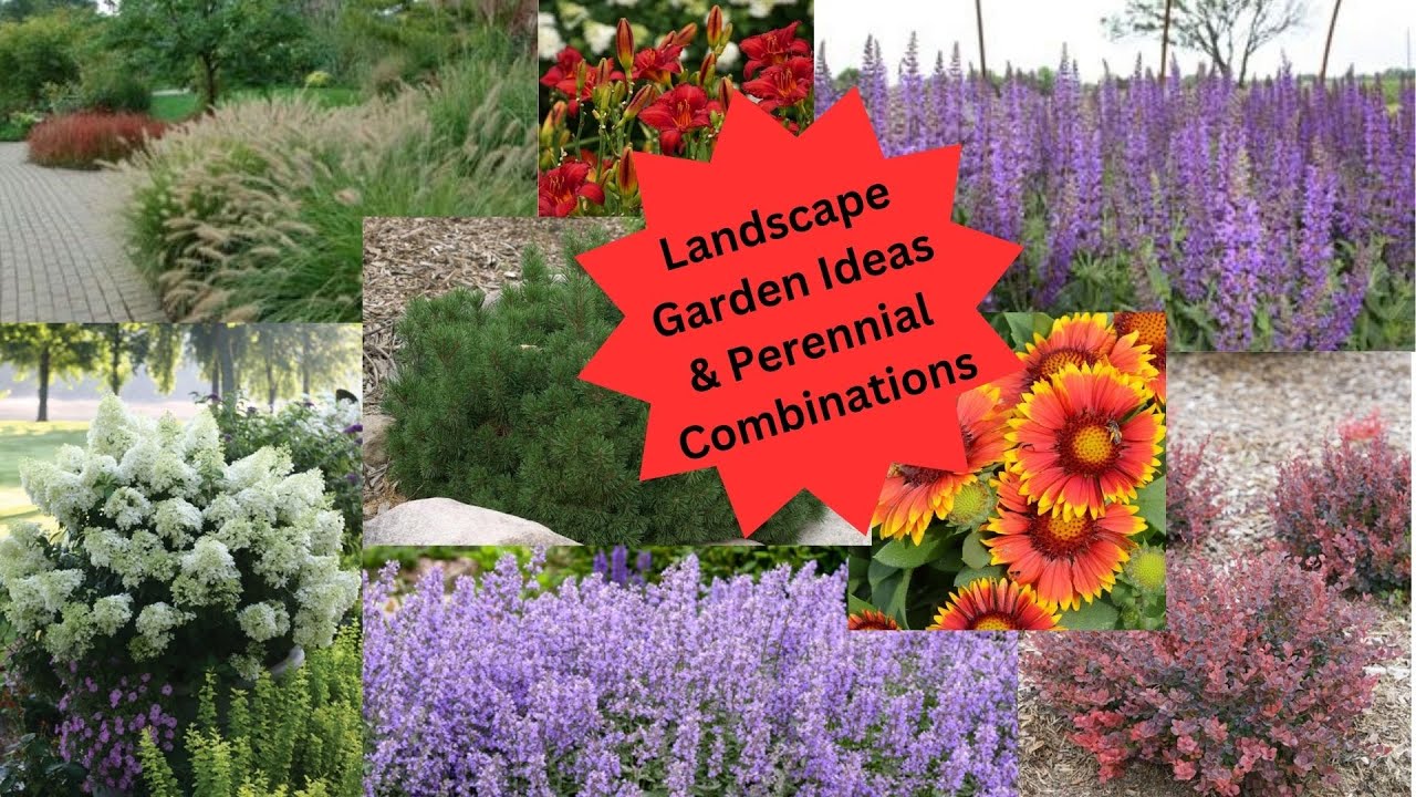 Landscape Design Ideas and Perennial Combinations - YouTube