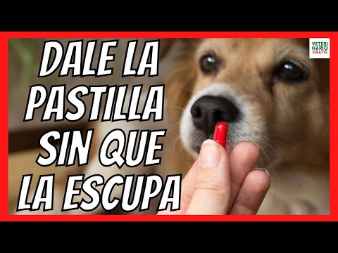 Video: Cómo darle a tu perro una píldora