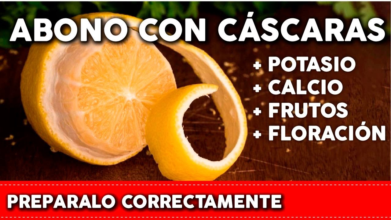 LIMON BANANA y otras frutas en tus PLANTAS! Pon su C�SCARA pero de la forma correcta | Abono Casero