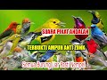 Suara Pikat Segala Jenis Burung Kecil Durasi Panjang 1 Jam Non STOP