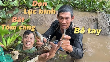 Dọn lục bình ở cồn Mỹ Phước bắt tôm càng xanh nắm nắm bể tay luôn | Cù Lao Dung Vlogs