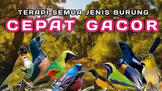 TERAPI PAGI DAN MALAM HARI, TERAPI SEMUA JENIS BURUNG KECIL AGAR GACOR , TERAPI SEMUA JENIS BURUNG