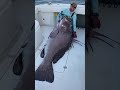 Massive Warsaw Grouper