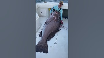 Enorme Warschau-zeebaars