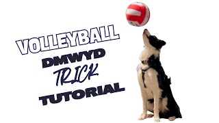 Volleyball - DMWYD: Trick Tutorial by Pam's Dog Academy 63 views 1 month ago 2 minutes, 22 seconds