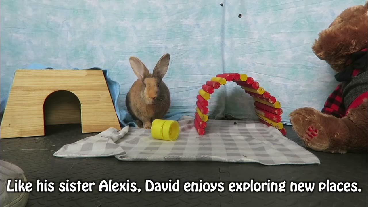 House Rabbit Network Adoptable David YouTube