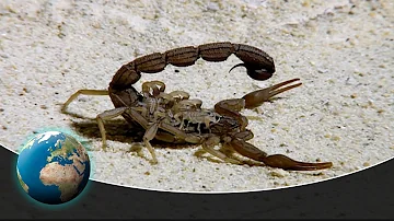 Scorpions - Death on 8 legs