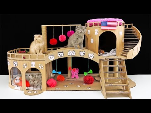 Video: How To House-house Kittens