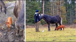 This PIG & Horse Are Best Friends! (Super Cute Farm Animals Become Inseparable)