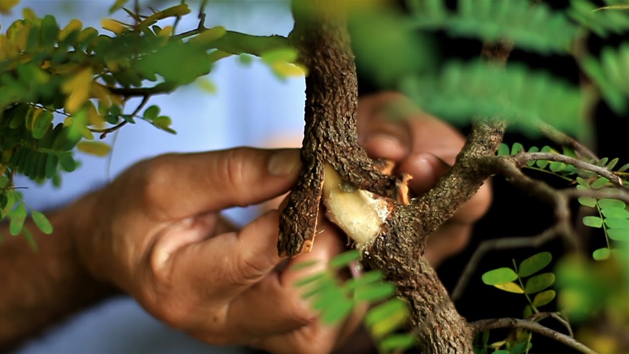Logan - no alporque (Tamarindus indica) vídeo 2