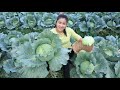 Cabbage season in my village is coming / Harvest cabbage for cooking / Cooking with Sreypov