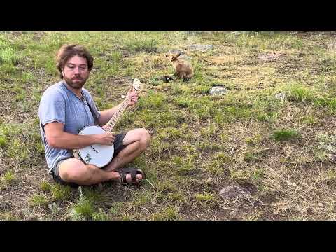 Playing clawhammer banjo for a beautiful wild fox!