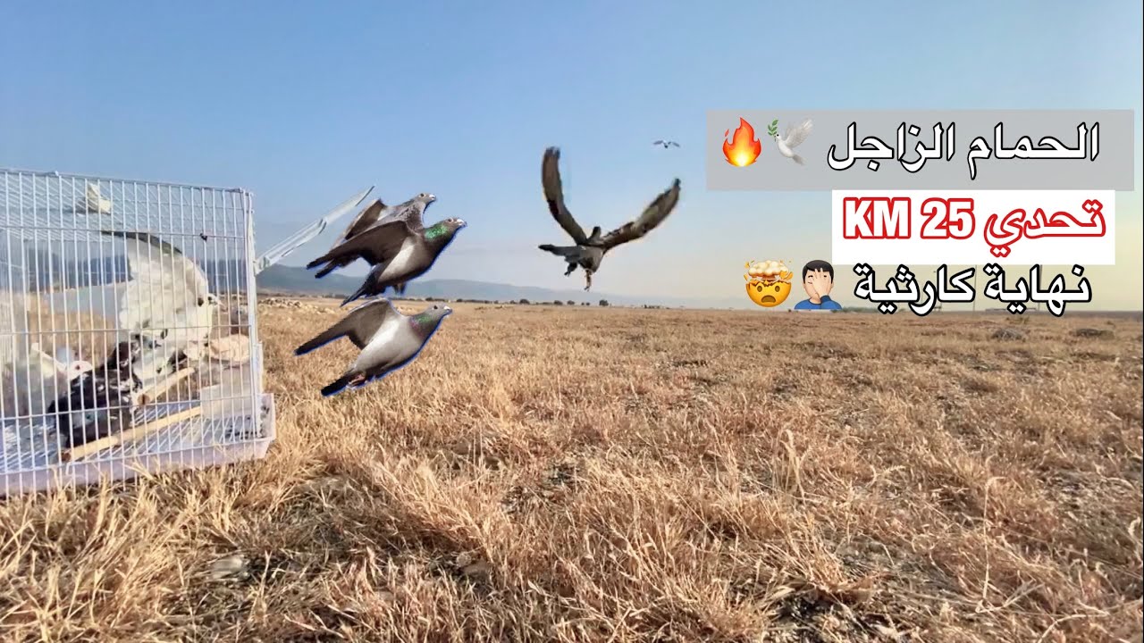 هل 25 كيلو مسافة كبيرة للحمام الزاجل 🕊😳 ؟؟ نهاية مؤسفة 😱😓