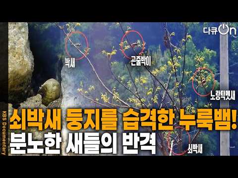 10개월 후 기적 같은 재회, 작년에 살아남은 새끼가 '양육 도우미'가 되어 돌아왔다 | KBS 다큐온 20260704 방송