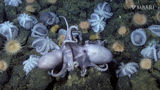 Scientists solve mystery of why thousands of octopus migrate to deep-sea thermal springs by MBARI (Monterey Bay Aquarium Research Institute) 137,266 views 8 months ago 5 minutes, 16 seconds