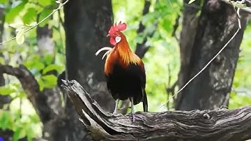 Gà rừng rặc hoang dã | loại gà đẹp như mơ có tiếng gáy trong vắt