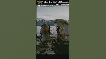Морская выдра разбивает ракушки камнями