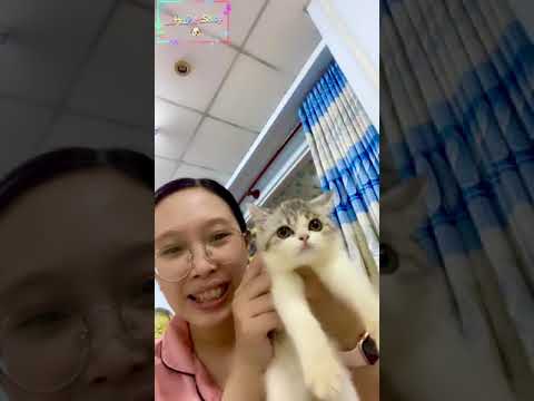 Video Mèo con dễ thương tìm chủ British Shorthair Kitten... - youtube