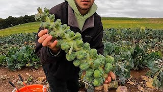 The SECRET To Growing Brussel Sprouts!