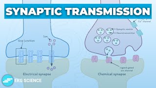 Synapses (Transmission): Electrical & Chemical | Neurology