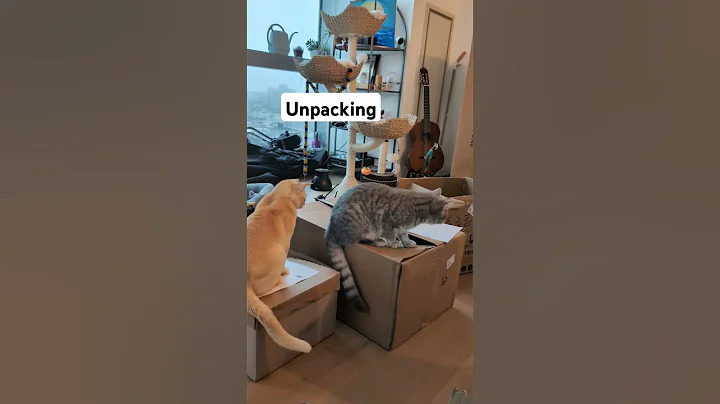 Video 8821771: burmese britishshorthair, burmese cat kitten